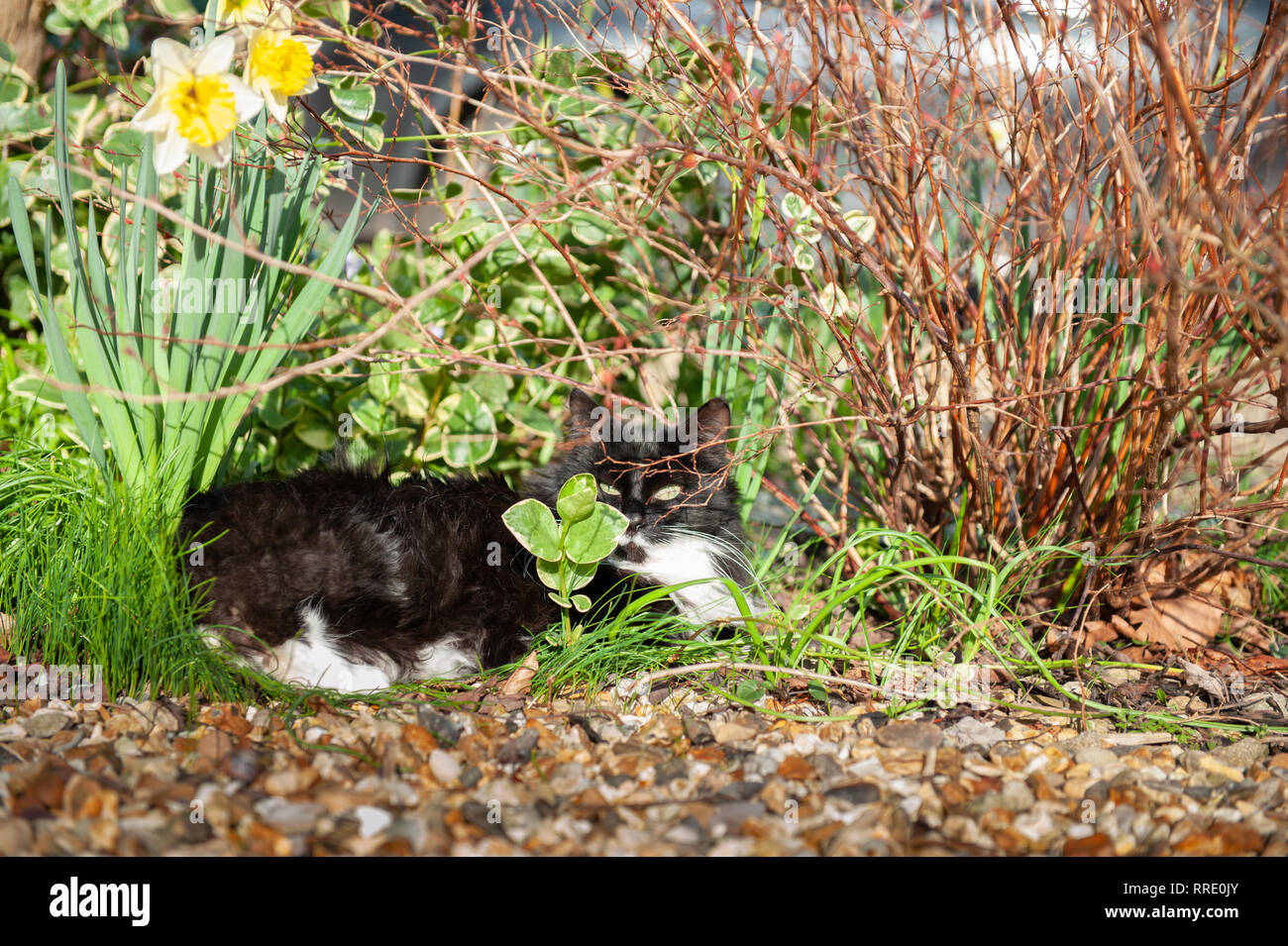 Black and White cat enjoying the sunshine lying amongst Greater Periwinkle (Vinca Major) and grass with a daffodil for company. Stock Photo