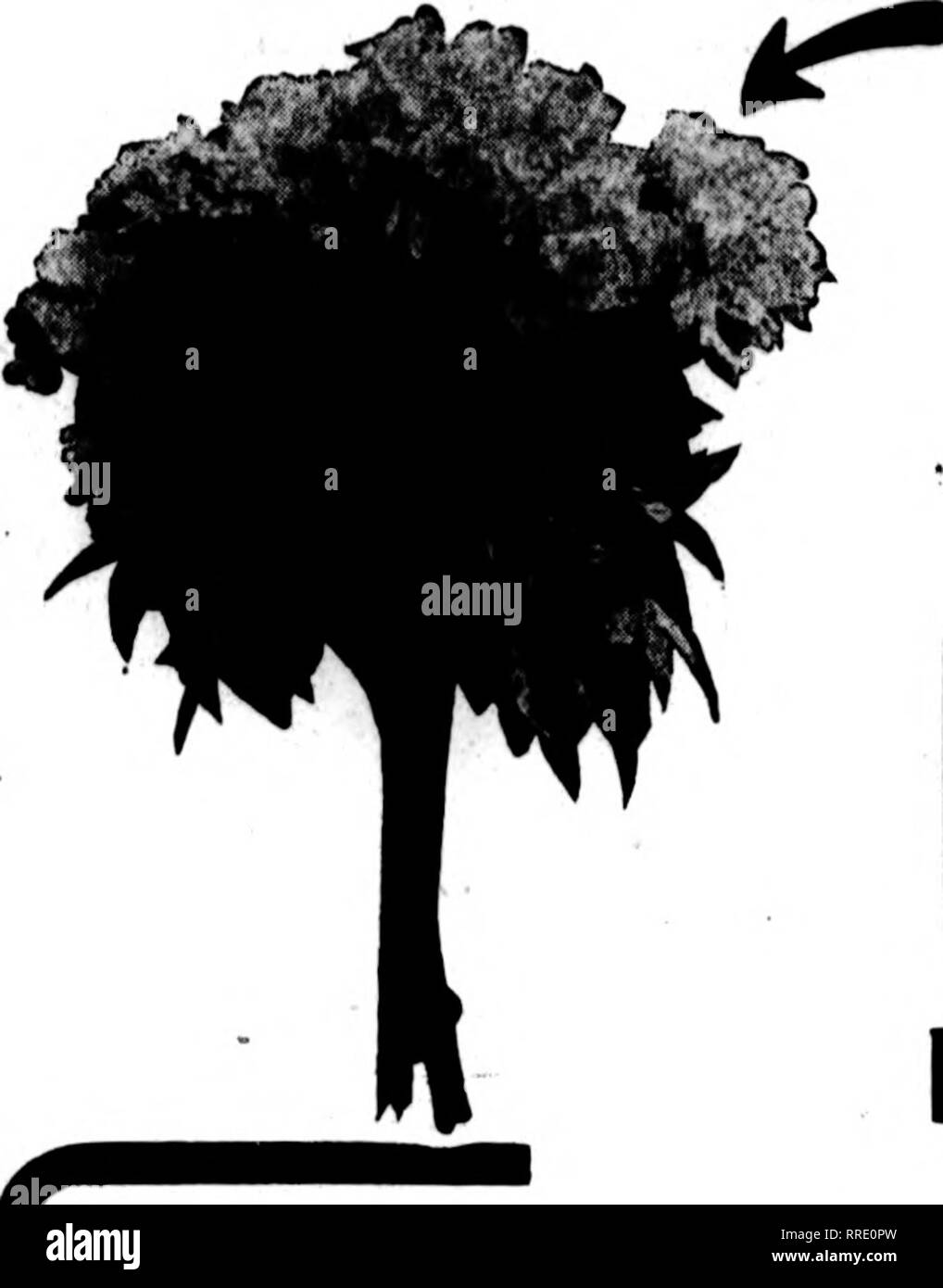 . Florists' review [microform]. Floriculture. 10 The Florists^ Review May 12, 1921. To Obtain Gould's Select PEONIES For MEMORIAL DAY Send your orders to A. L. RANDALL CO. Exclusive sales agents for Gould's &quot;Select&quot; Peonies. Please note that these images are extracted from scanned page images that may have been digitally enhanced for readability - coloration and appearance of these illustrations may not perfectly resemble the original work.. Chicago : Florists' Pub. Co Stock Photo