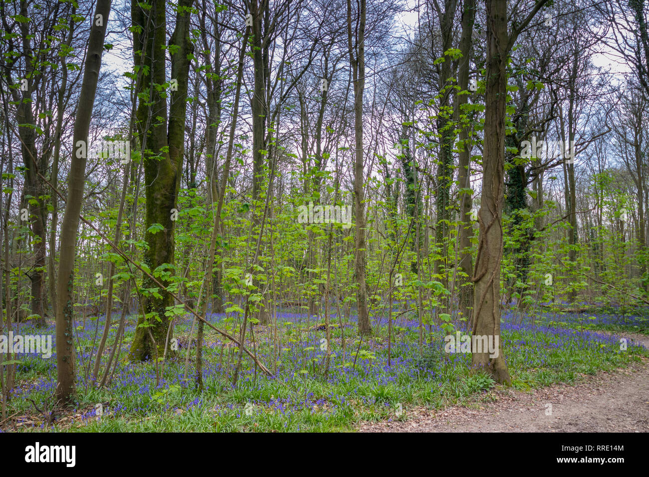 Bluebell woods, Patching, West Sussex, UK Stock Photo Alamy