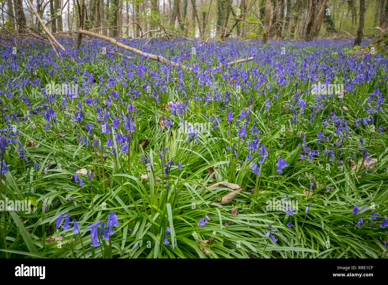 Bluebell woods, Patching, West Sussex, UK Stock Photo Alamy
