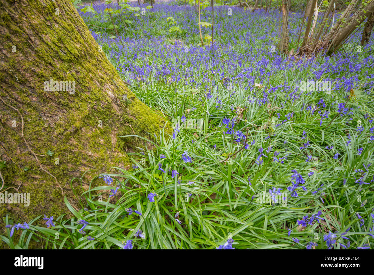 Bluebell woods, Patching, West Sussex, UK Stock Photo Alamy