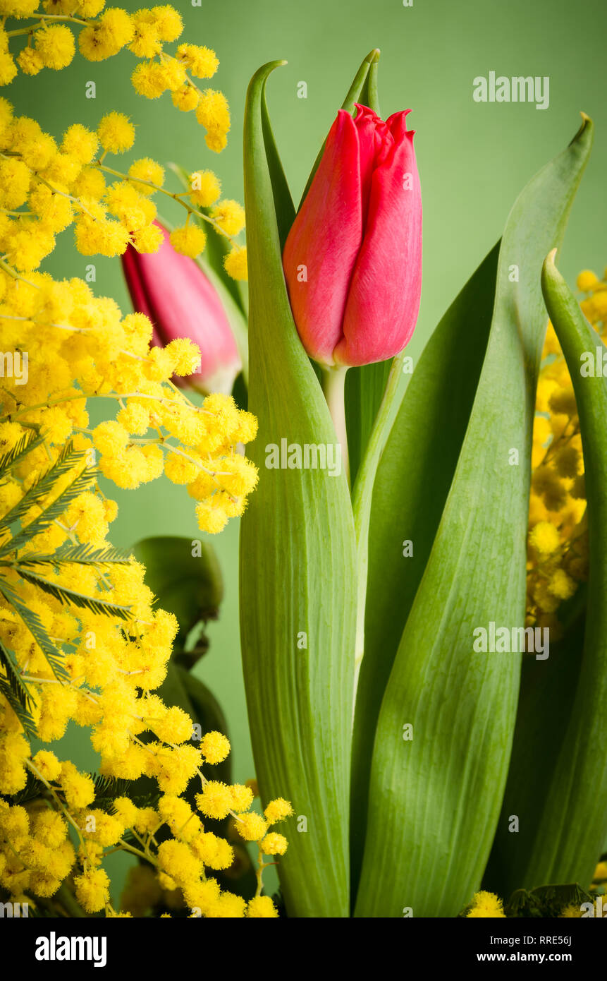 Spring bouquet with tulip and mimosa Stock Photo