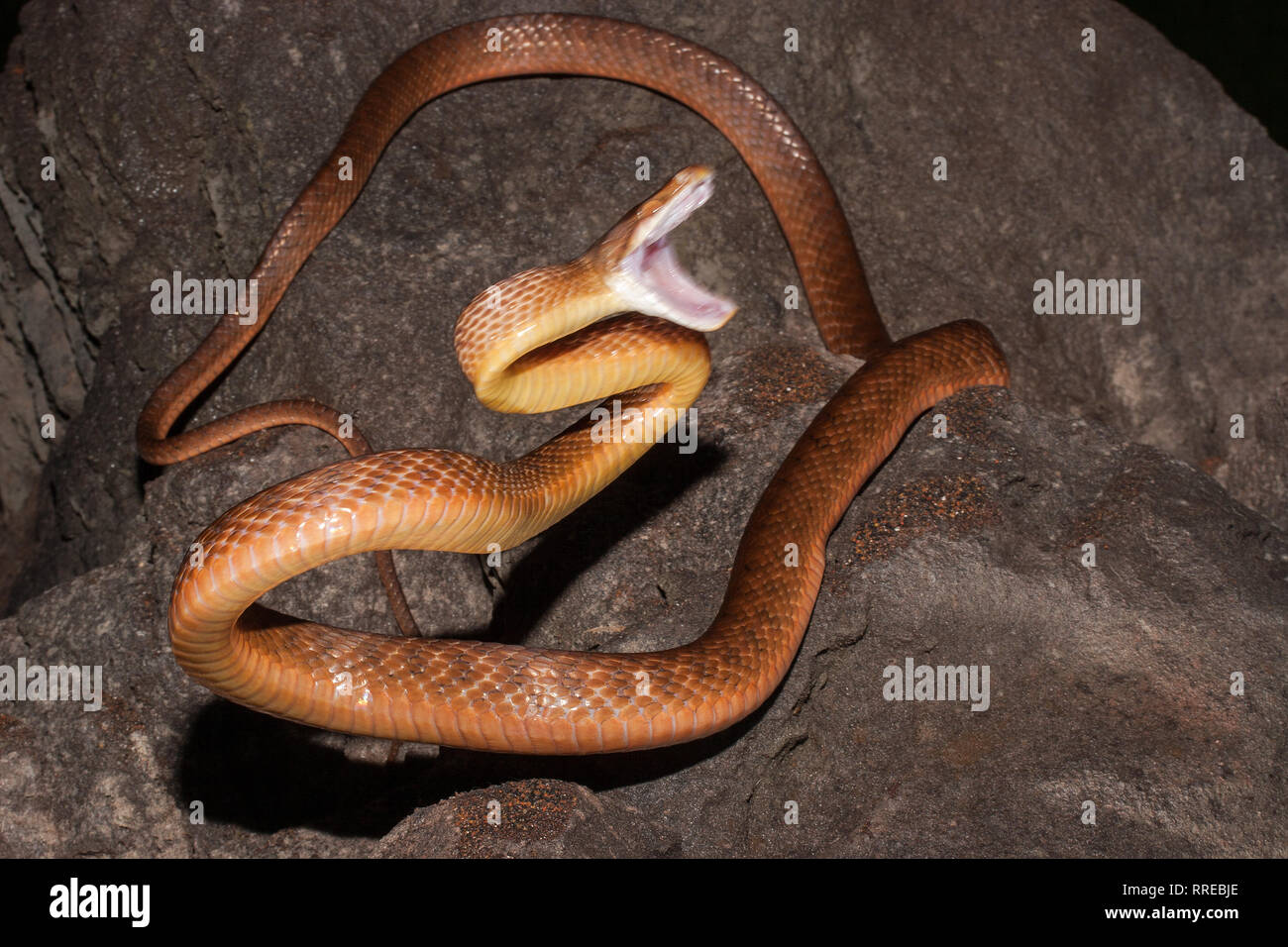 Brown Tree Snake Stock Photo Alamy