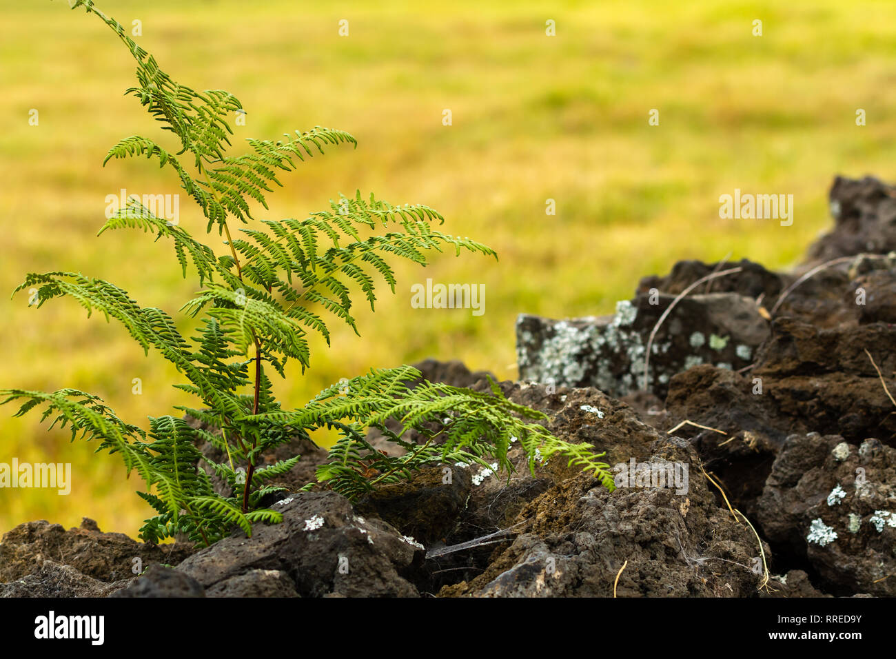 Lava rock with plant hires stock photography and images Alamy