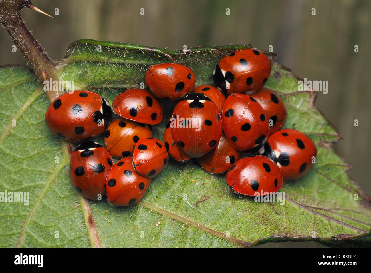 Group of 7-spot Ladybirds (Coccinella septempunctata) huddled together on underside of bramble leaf. Tipperary, Ireland Stock Photo