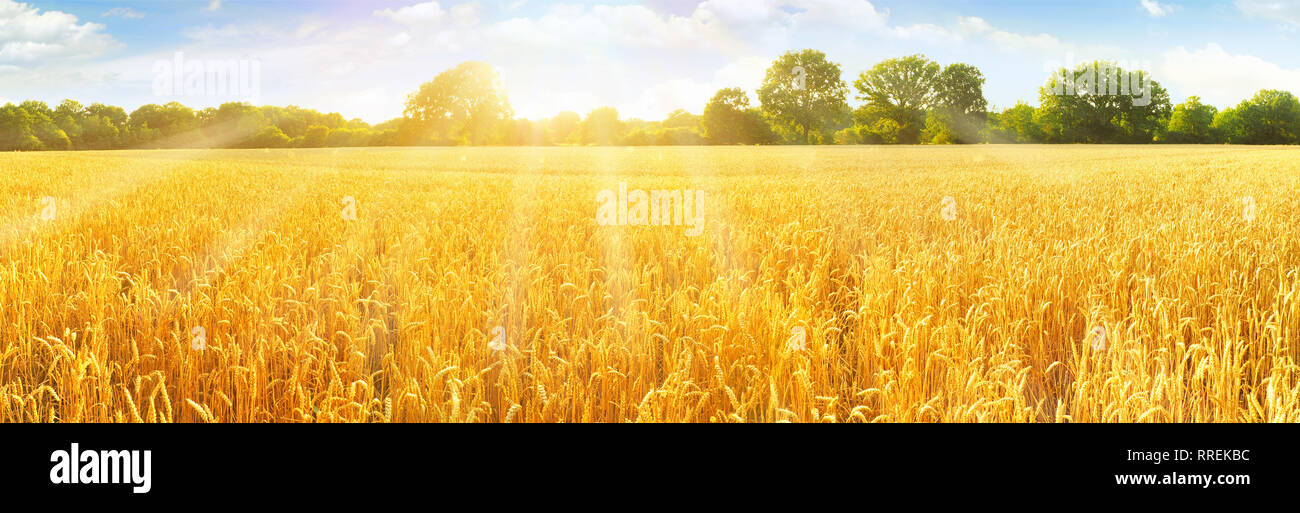 Wheat Field in Summertime - Panorama Stock Photo - Alamy
