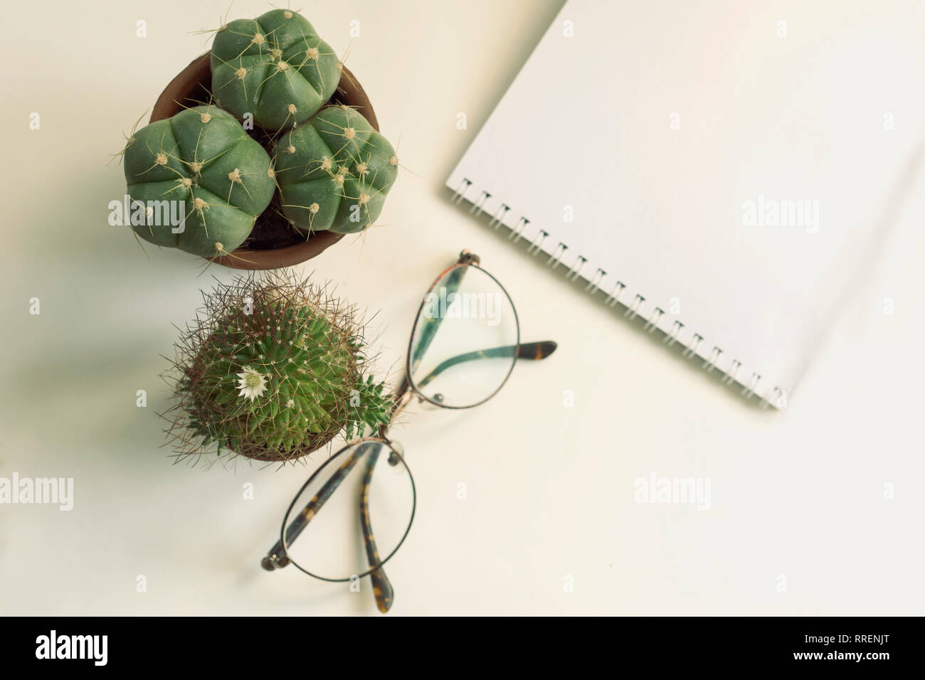 Small cactus plants in small pots with gravels in mix and various shape and various type, small cactus for background, selective focus, glasses notebo Stock Photo