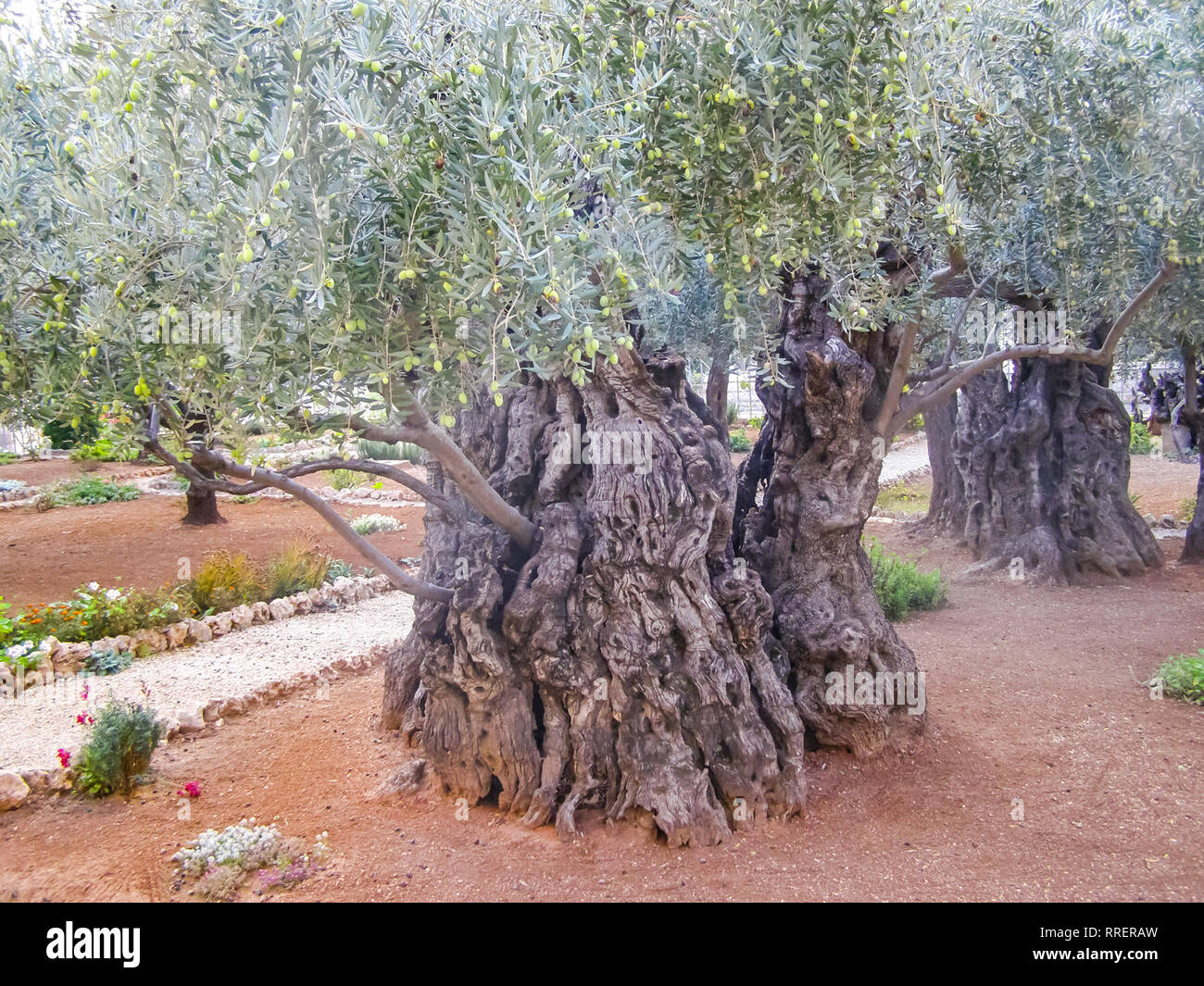 Olive tree in a park in jerusalem. Olive tree in a park in jerusalem