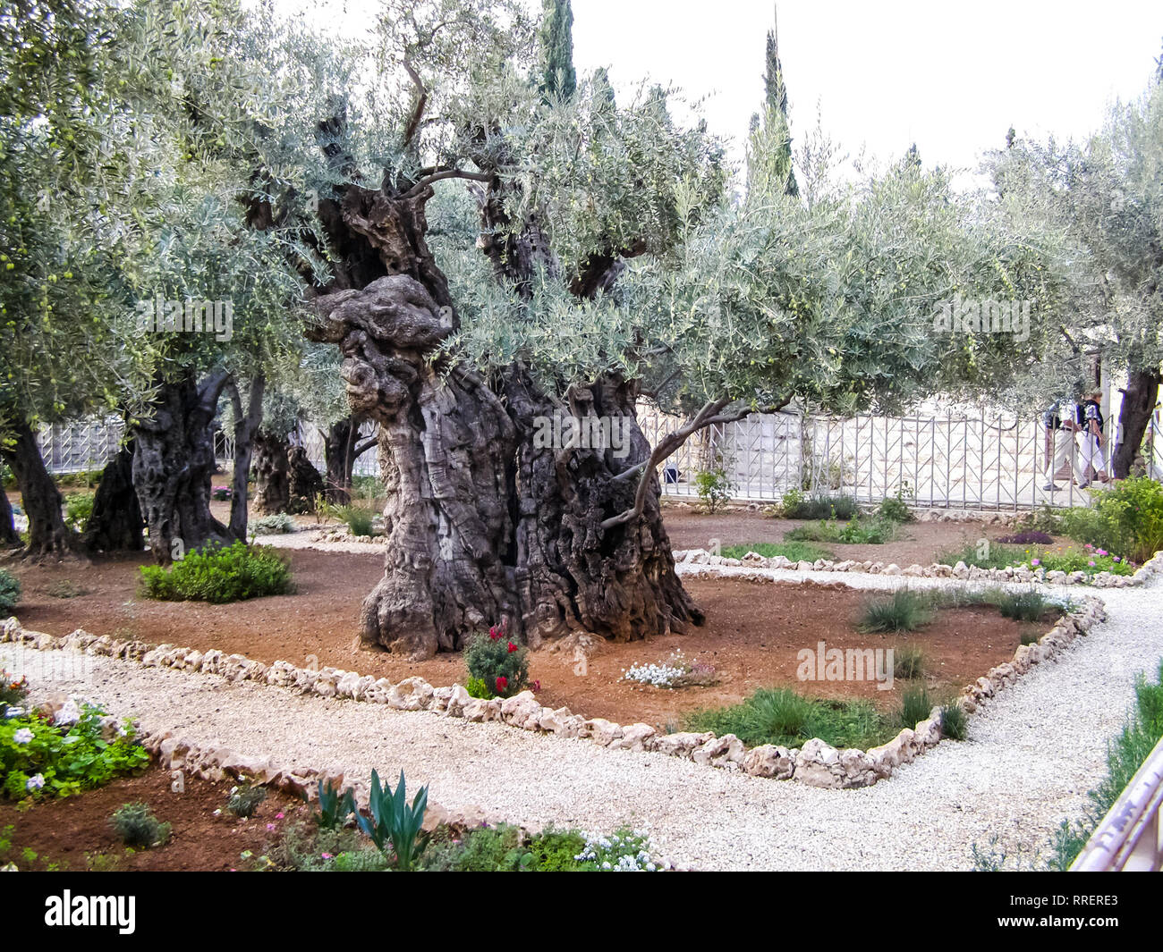 Olive tree in a park in jerusalem. Olive tree in a park in jerusalem. Stock Photo