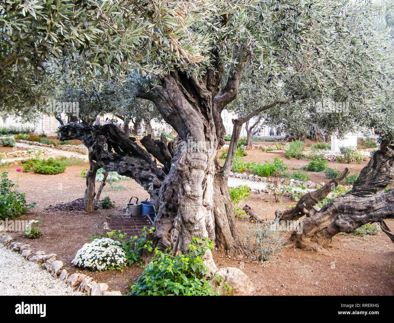 Olive tree in a park in jerusalem. Olive tree in a park in jerusalem