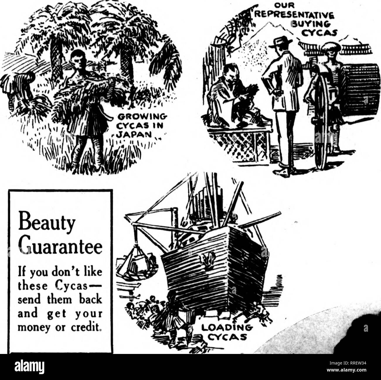 . Florists' review [microform]. Floriculture. 8 The Florists^ Review FiBBCART 10, 1921 Beauty Brand Cycas The World's Finest - Floral Cycas Leaves OUR REPRESENTATlVt i. y^^ auriNfr  CYCA5. Beauty Guarantee If you don't like these Cycas— send them back and get your money or credit. Every Leaf Smooth, Pliable, Uniform, Perfect Just the Rigrht Shade of Green Just the Risrht Degfree of Gloss Satisfaction Guaranteed HERE ARE World-Beating Prices Randall Bnying Power again become* effective with the retnrn to normal markets. A* we reduce costs 70a benefit.. Please note that these images are extract Stock Photo