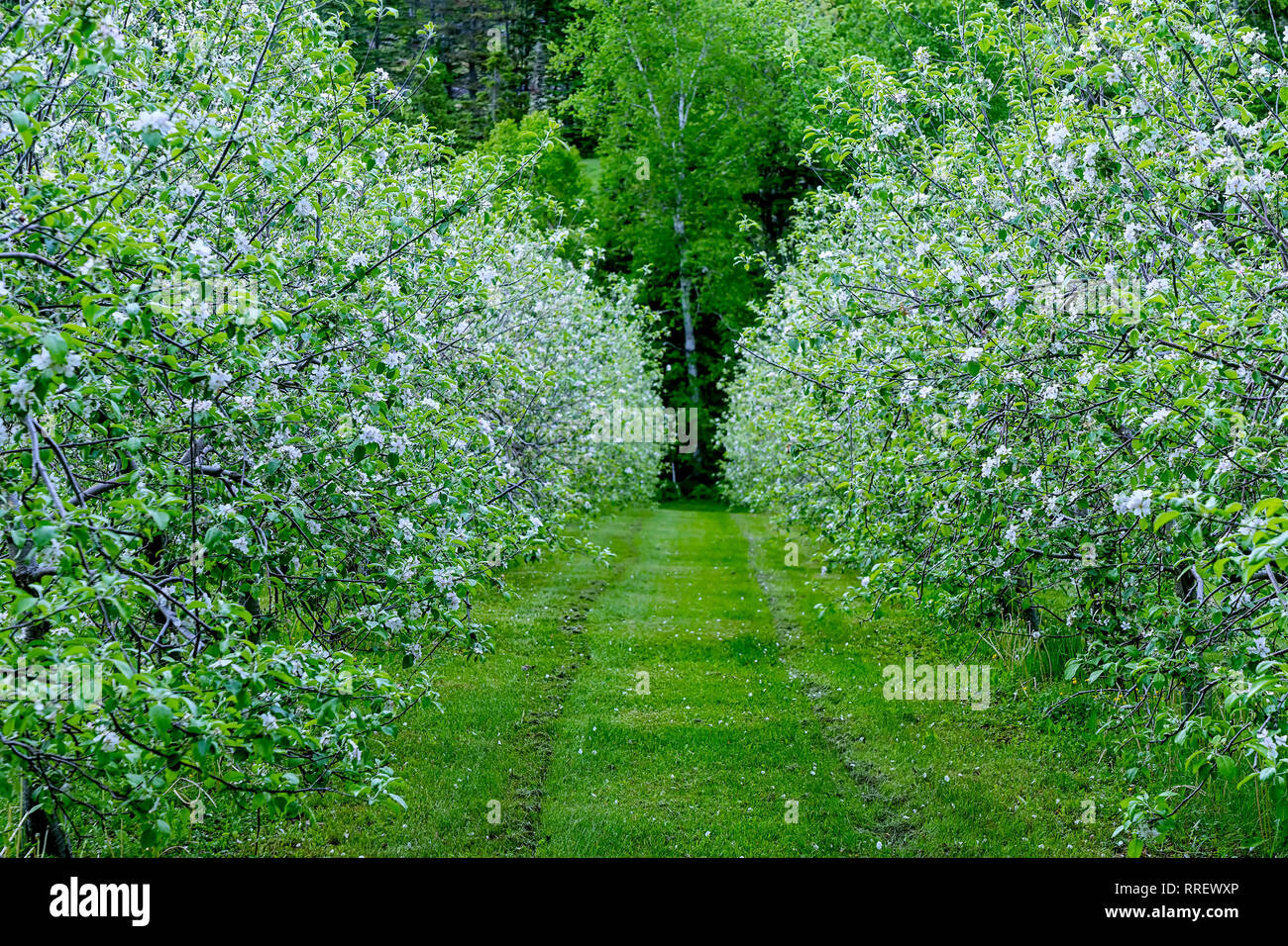 Rows of fruit trees in blossom. Stock Photo
