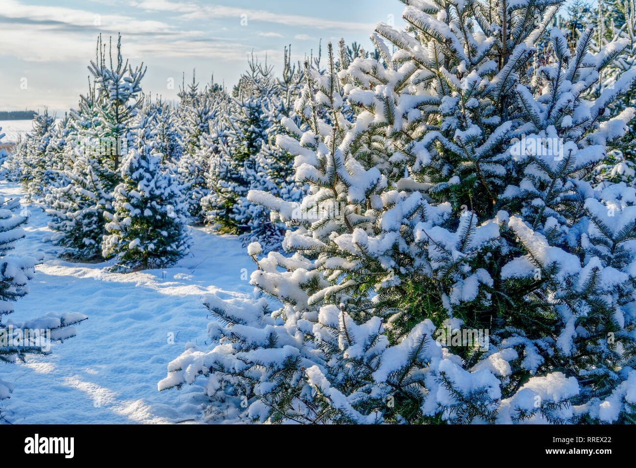 Balsam Fir Christmas Trees 