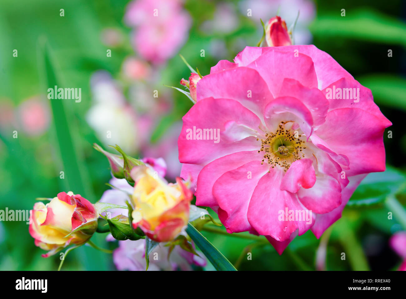 The 'Campfire' rose was named to honour a painting by the famous