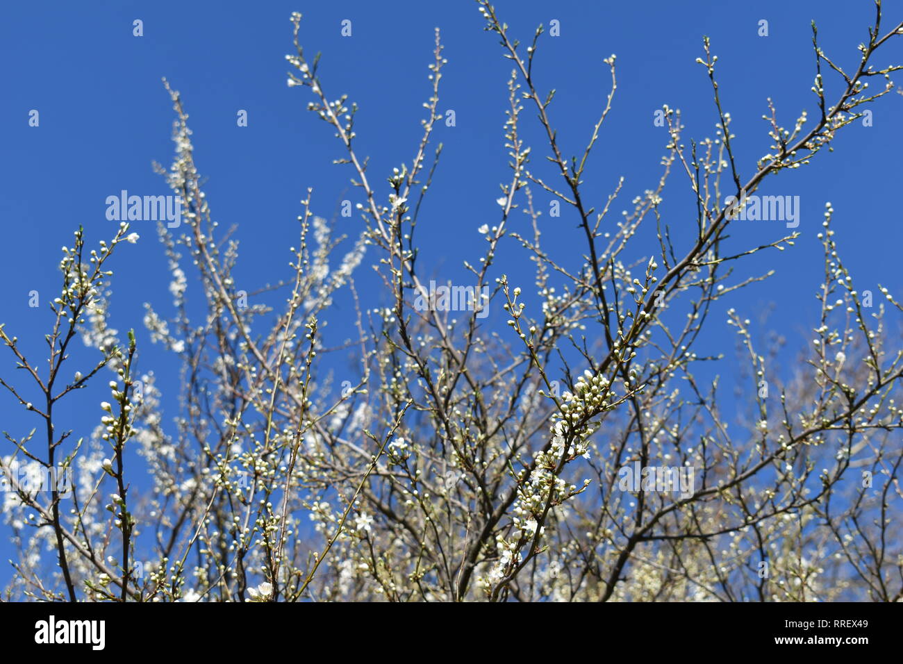 Festooned fruit trees hires stock photography and images Alamy