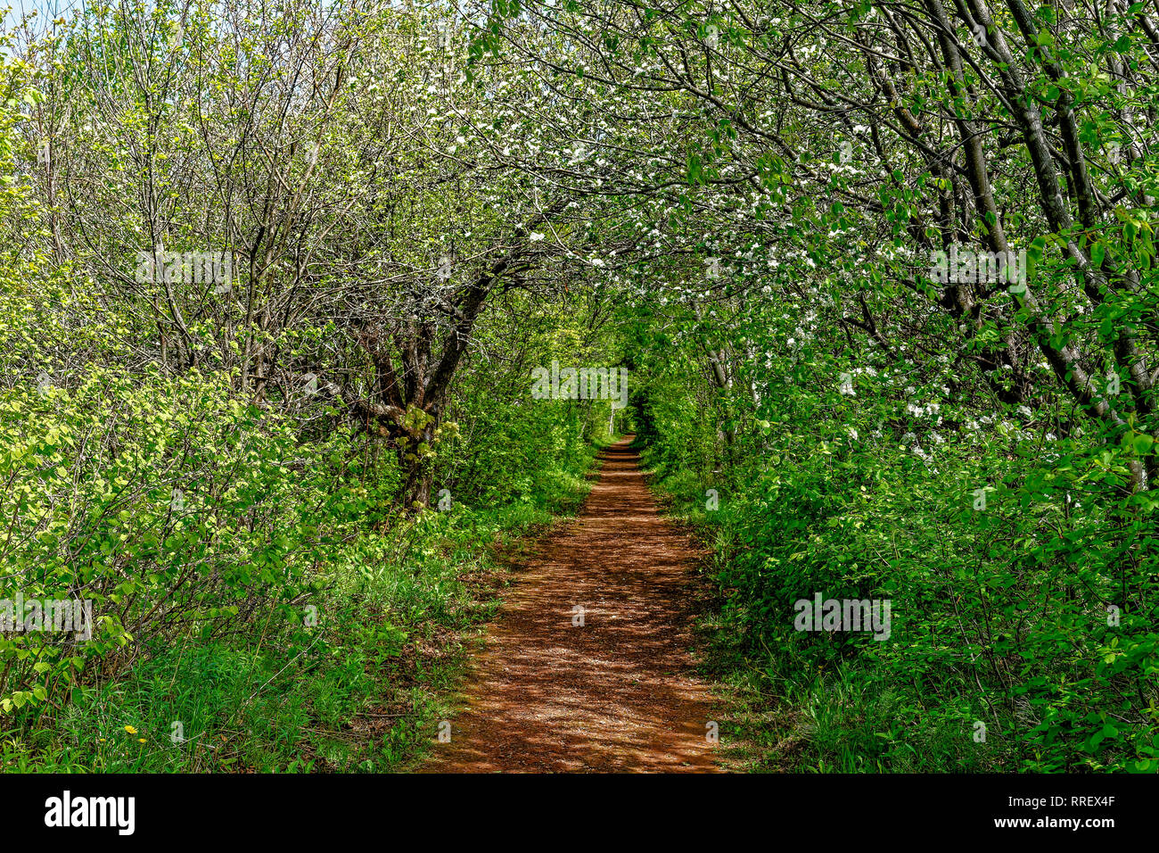Wooded Path Springtime Pathway through a woodland hi-res stock photography and images - Alamy