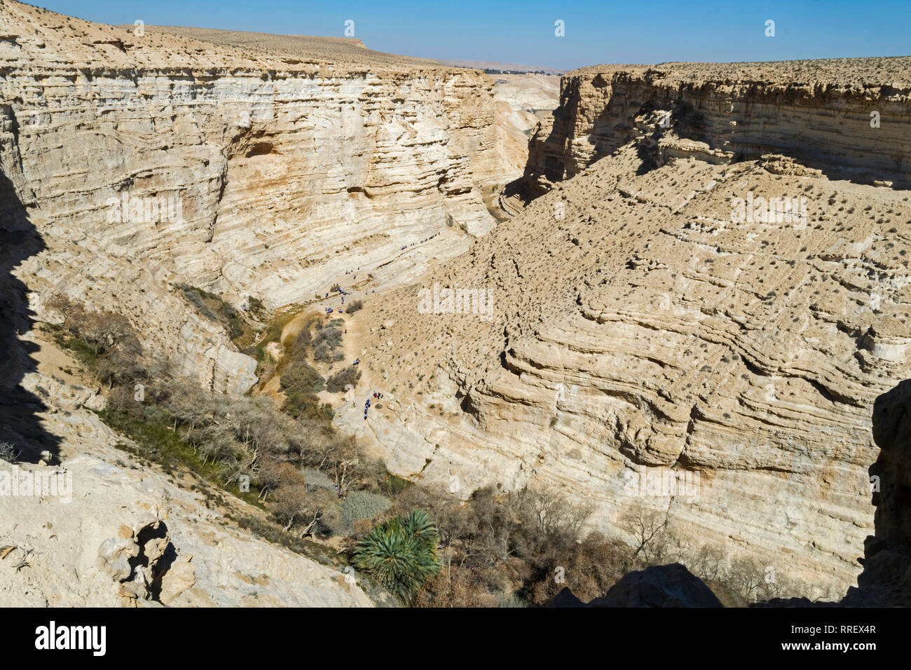 looking down hikers approaching the decidious euphrates poplar grove in nahal zin canyon in the ein avdat park in israel Stock Photo