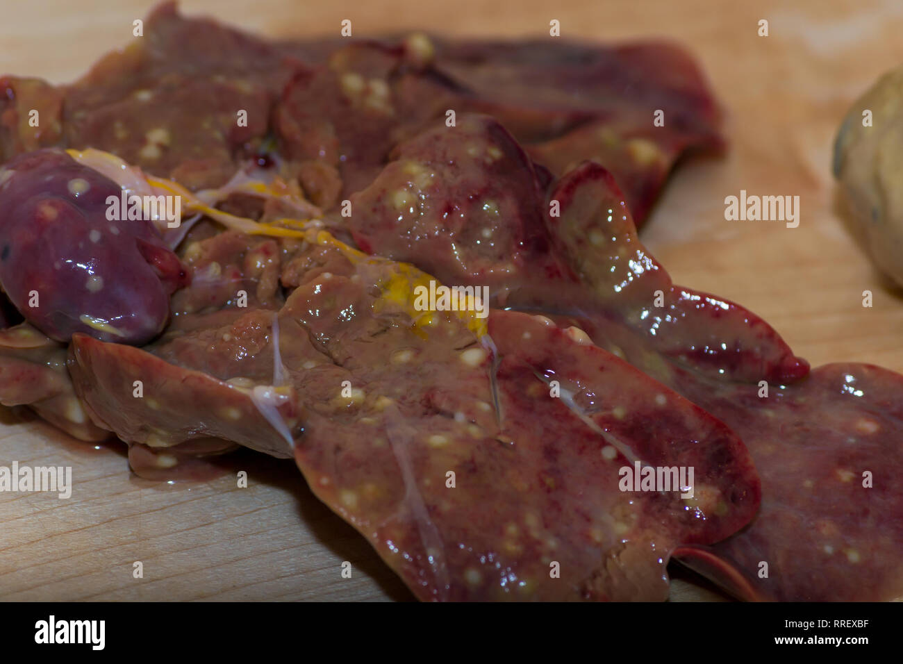 liver and heart of a chicken with multiple small nodules and enlarged organs. Differential diagnosis between leukosis, tuberculosis and Marek disease Stock Photo