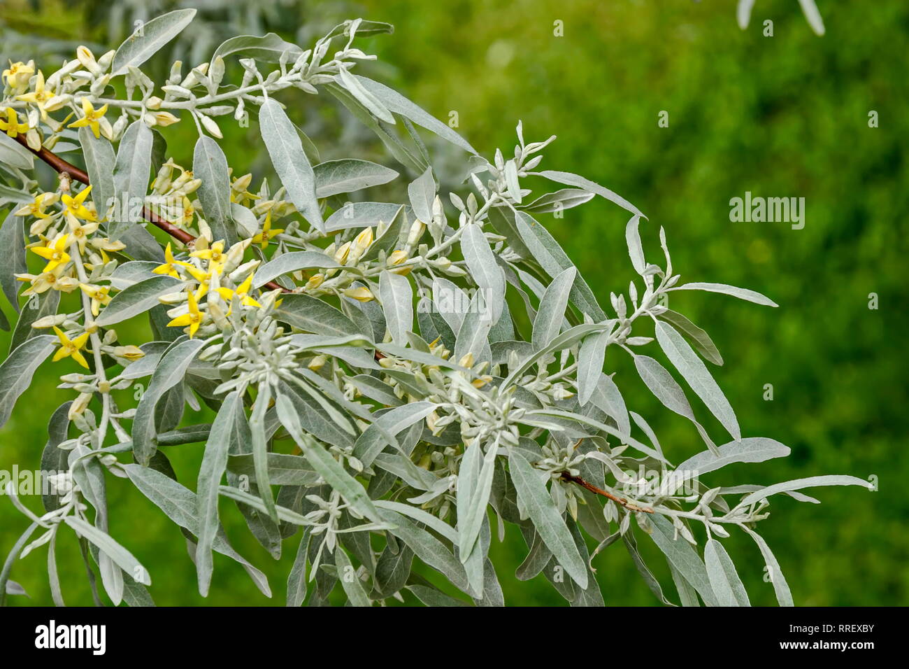 Branch with fresh bloom  of White willow or Salix alba tree closeup in garden, Sofia, Bulgaria Stock Photo