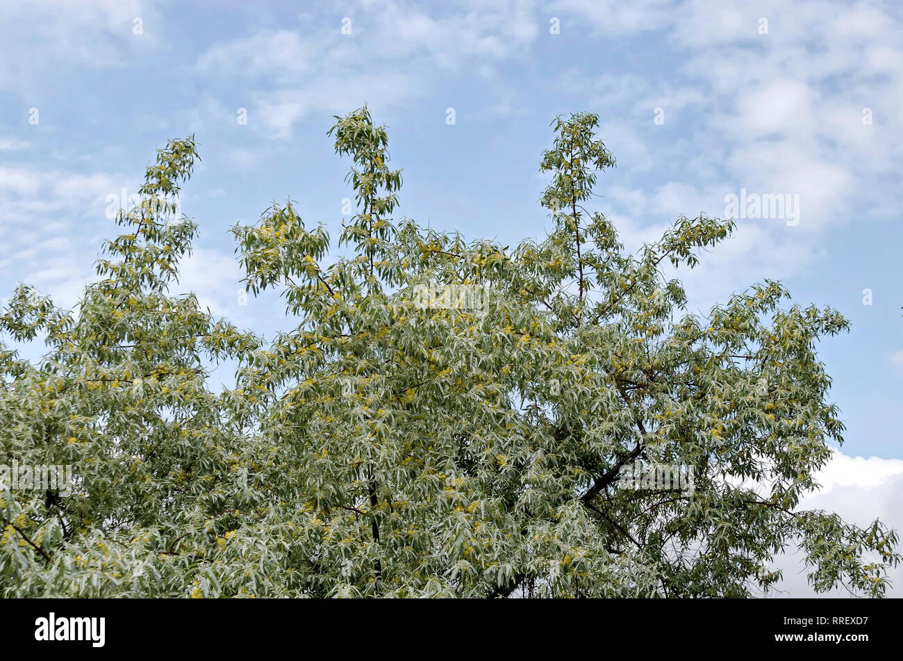 Branch with fresh bloom  of White willow or Salix alba tree closeup in garden, Sofia, Bulgaria Stock Photo