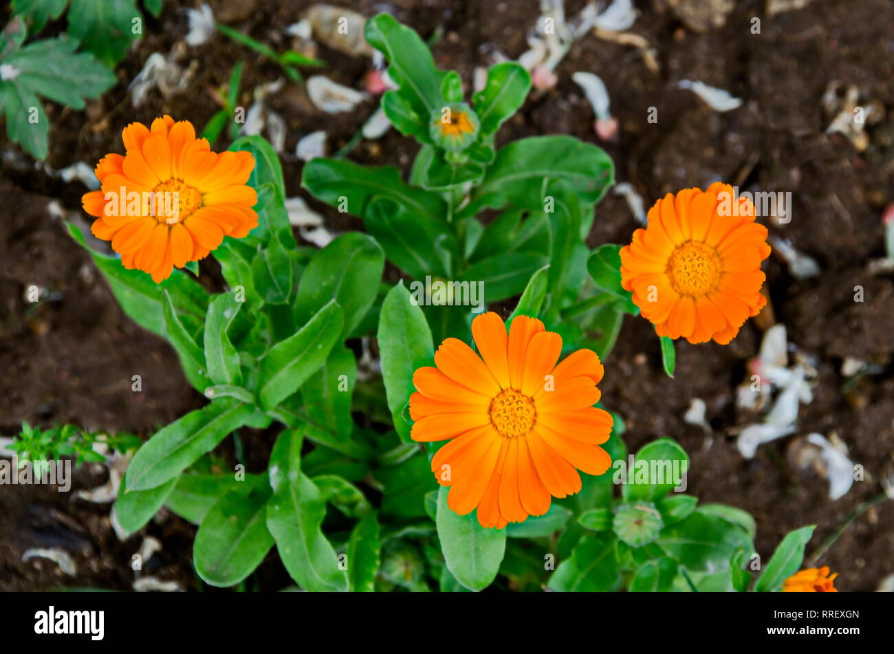 Bunch of the marigold or Calendula officinalis flowers in garden, Sofia, Bulgaria Stock Photo