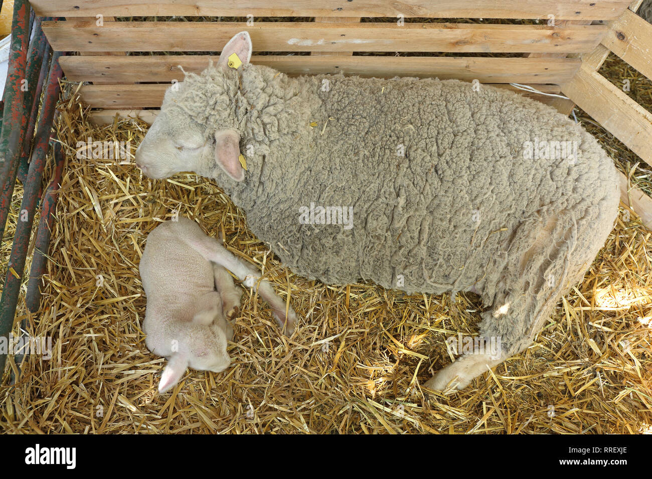 Newborn Lamb With Sheep Mother at Farm Stock Photo - Alamy