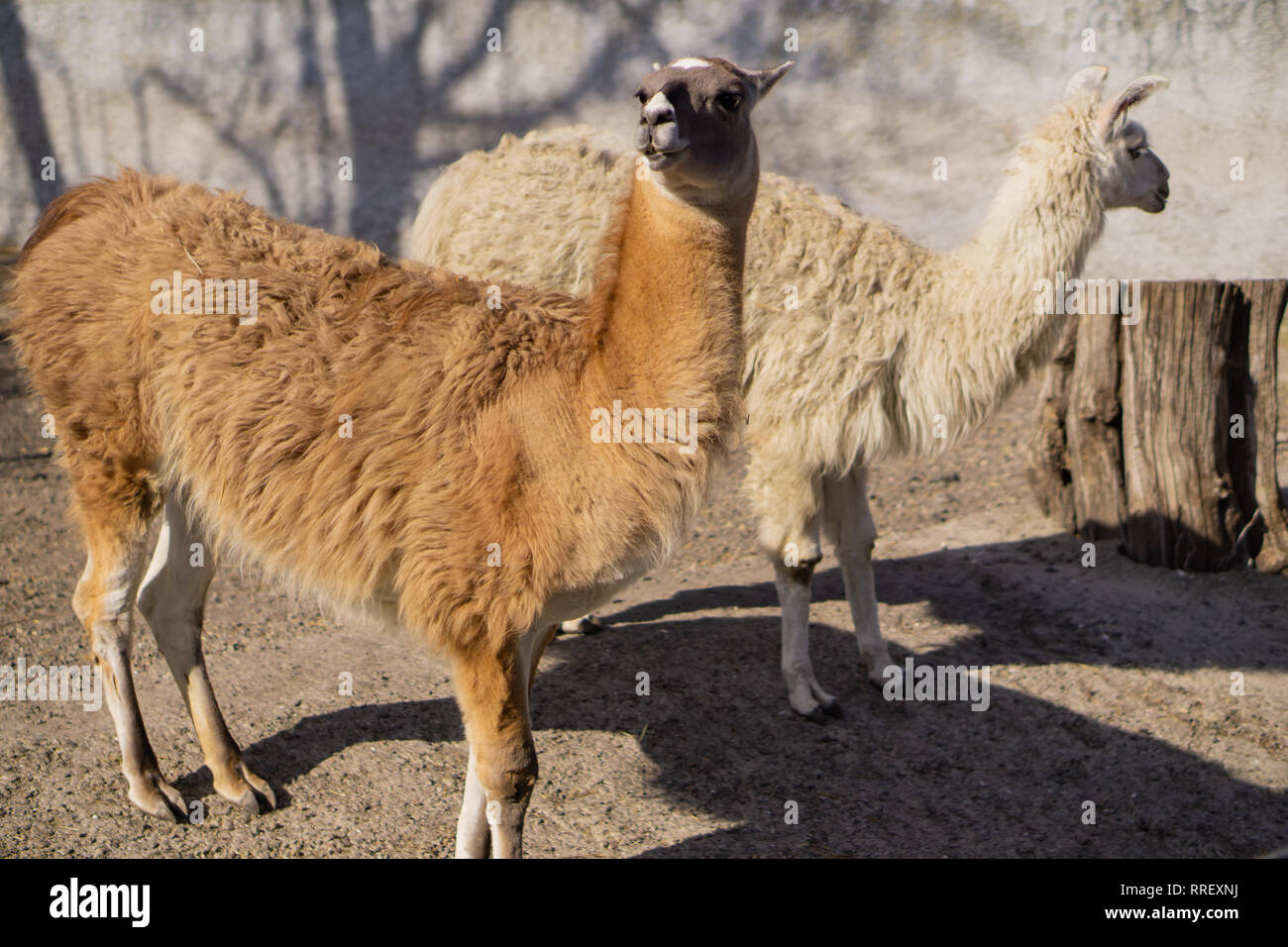 Two lamas. Beautiful animals in the city park on a sunny day.. Stock Photo