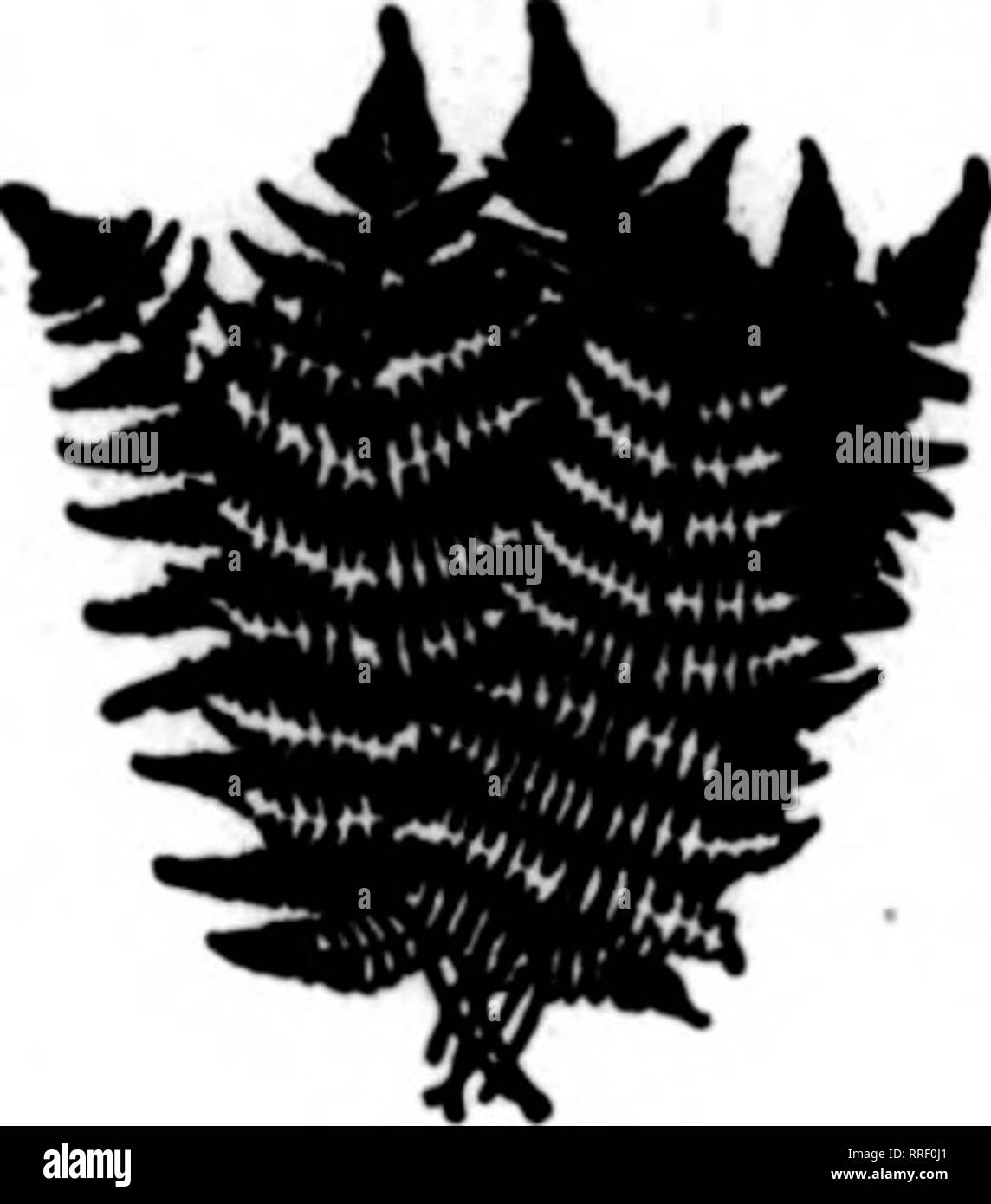 900 000 Black And White Stock Photos Images Alamy