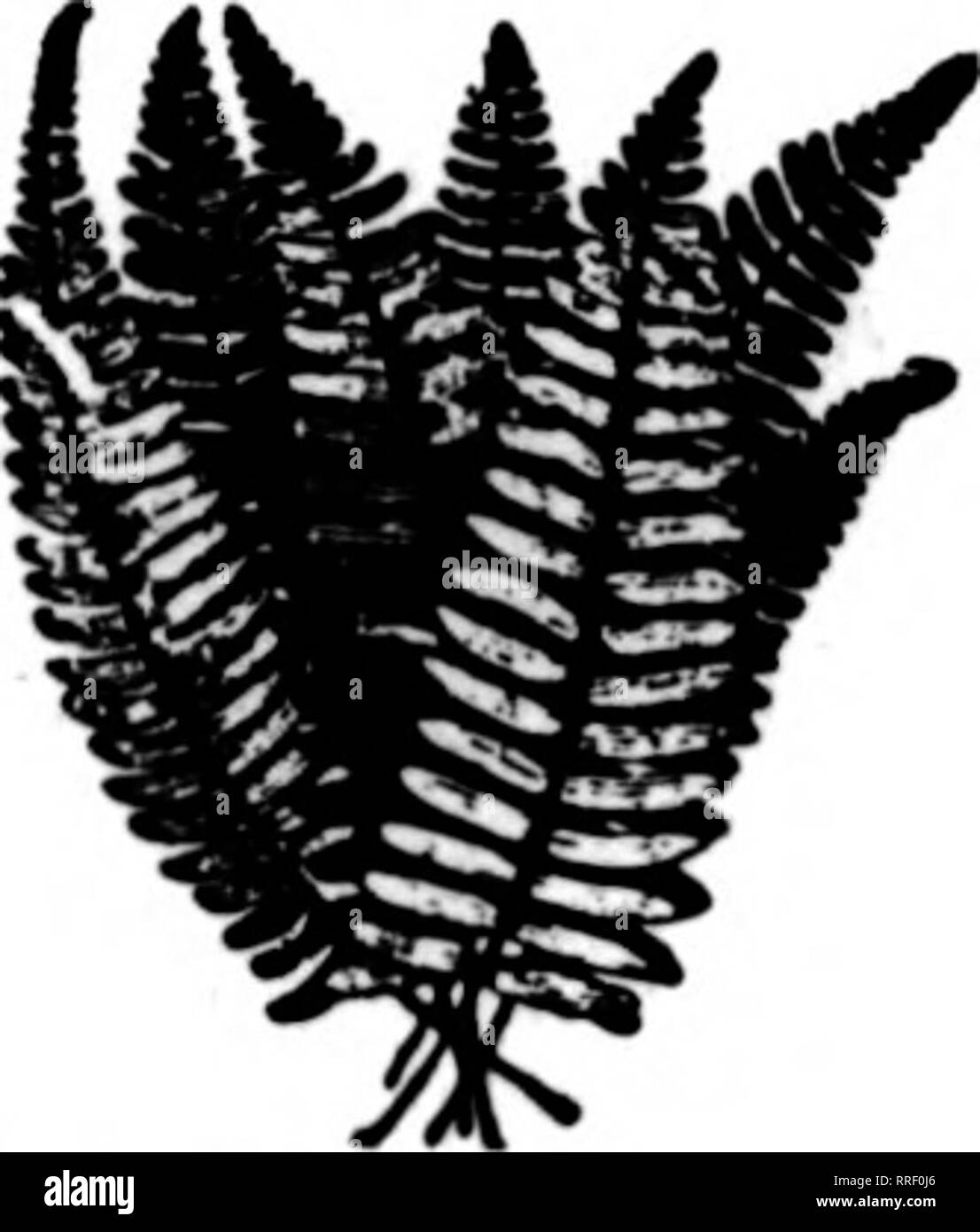 Florists Review Microform Floriculture Wire Us Elk Park N C