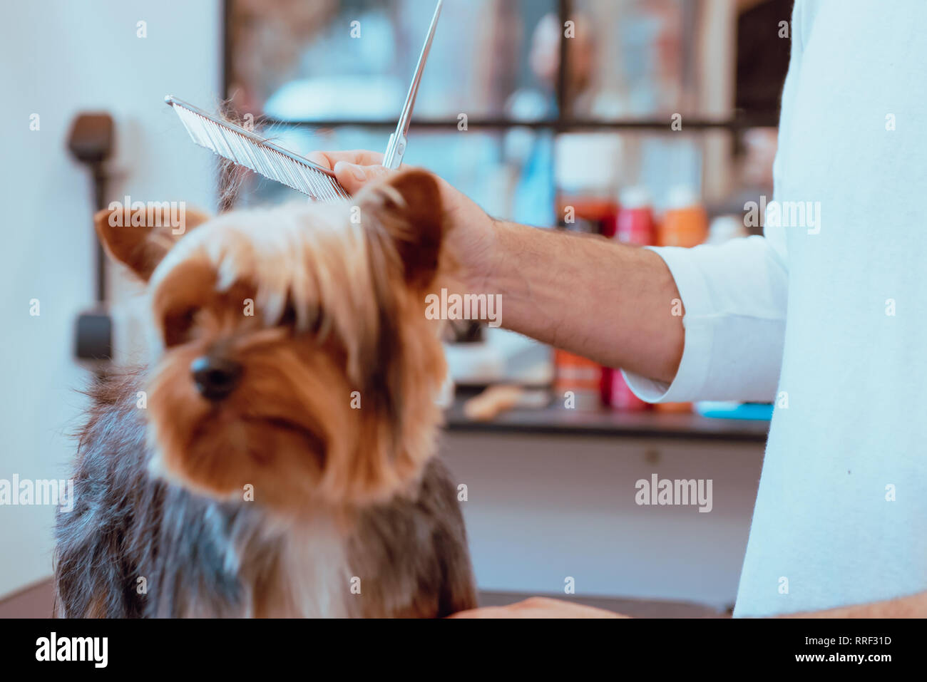 Crop dog groomer giving haircut to little Yorkshire Terrier in modern salon Stock Photo