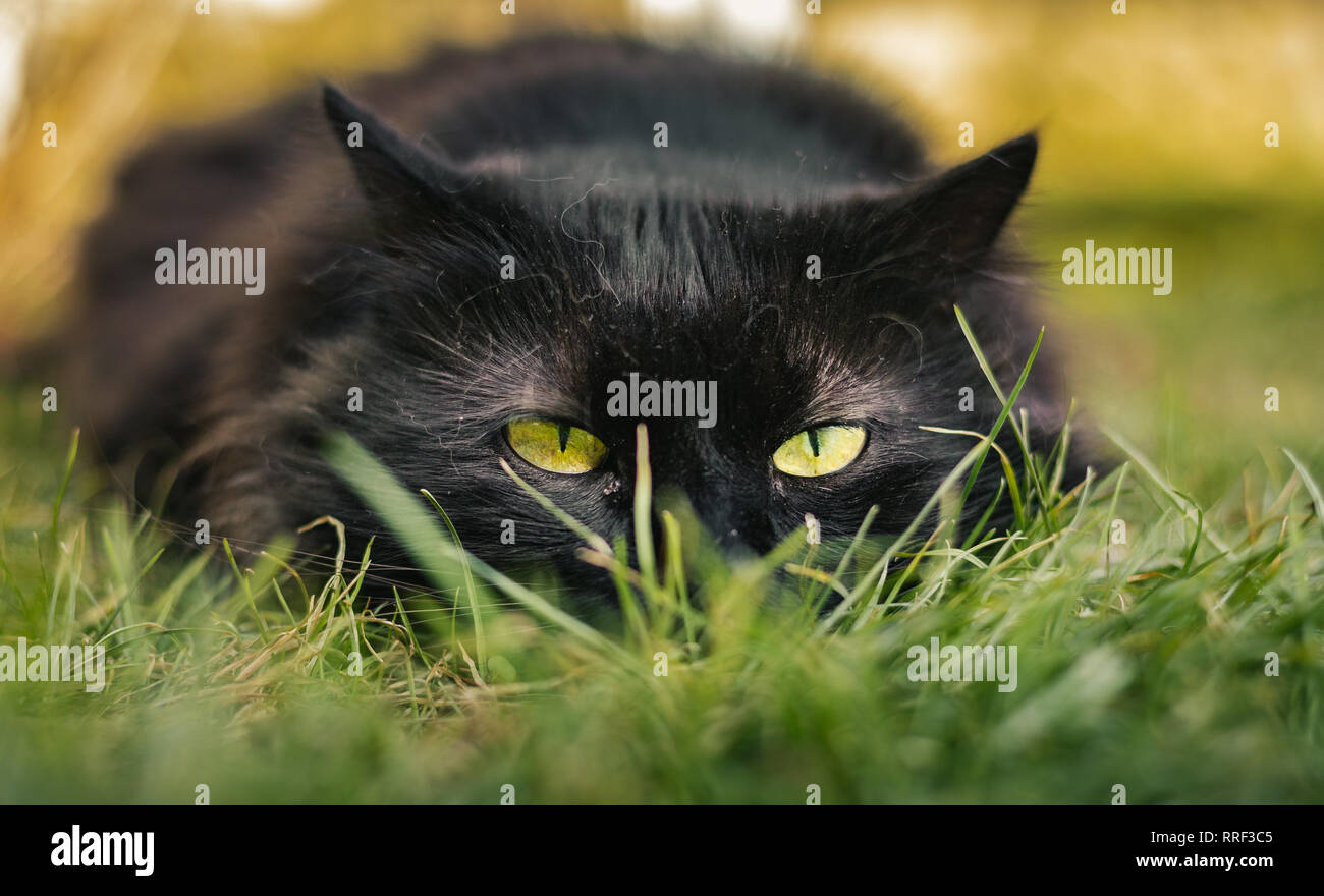 Close Up Portrait Of Tomcat Chantilly Tiffany Laying On The Grass And Looking To Camera On Sunset Dark Black Cat With Big Green Eyes Resting Stock Photo Alamy