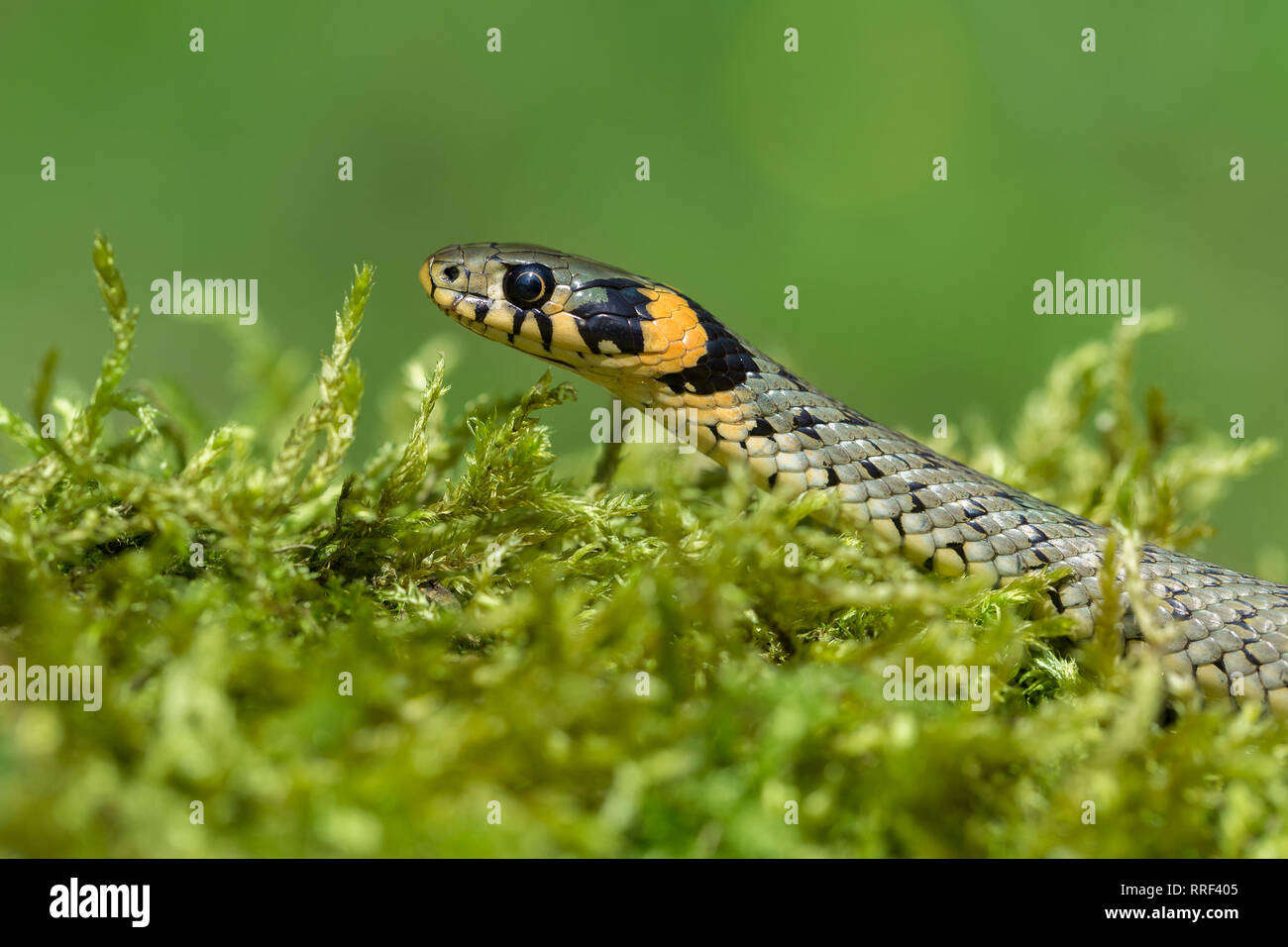 Wildlife photo of grass snake in Czech Republic Stock Photo