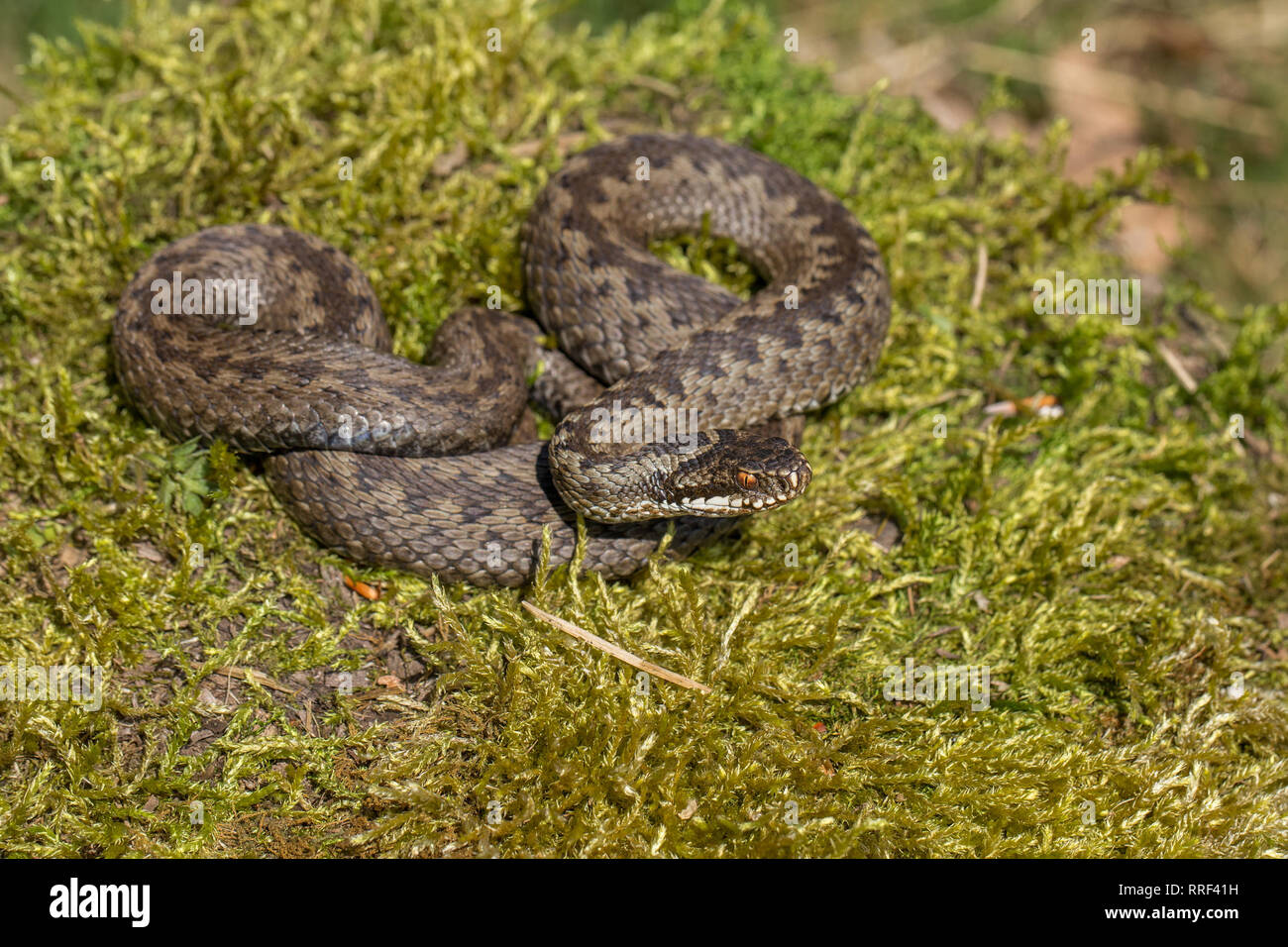 Wildlife photo of venomous snake in Czech Republic Stock Photo