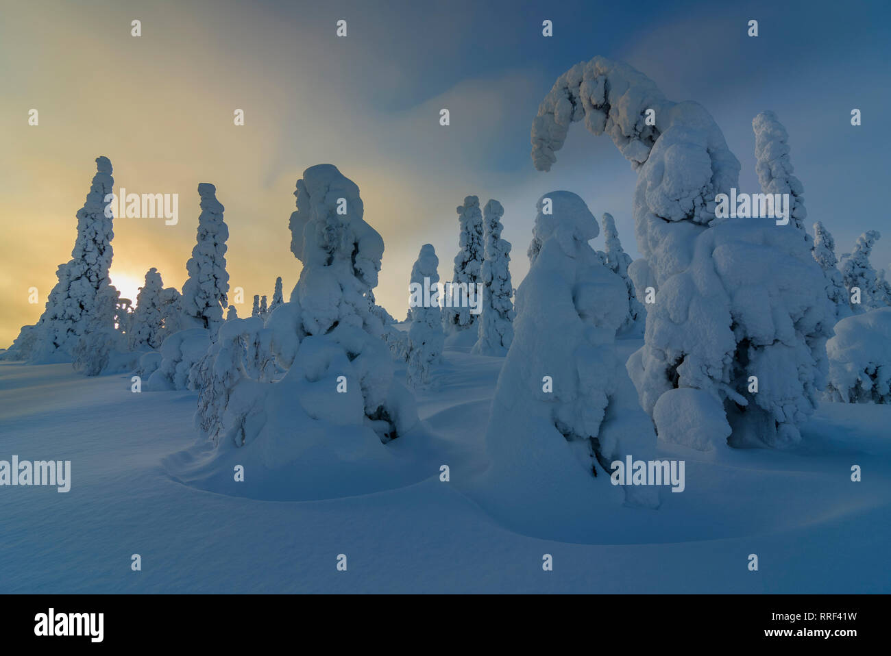 Spruce trees covered in heavy frost and snow in Riisitunturi National Park, Kuusamo, Finland Stock Photo