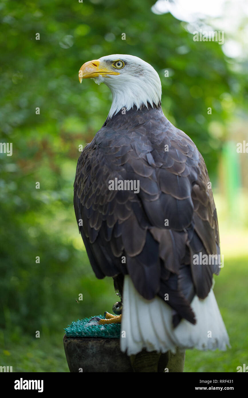 Photo of Bald Eagle Haliaeetus leucocephalus in human care. Stock Photo