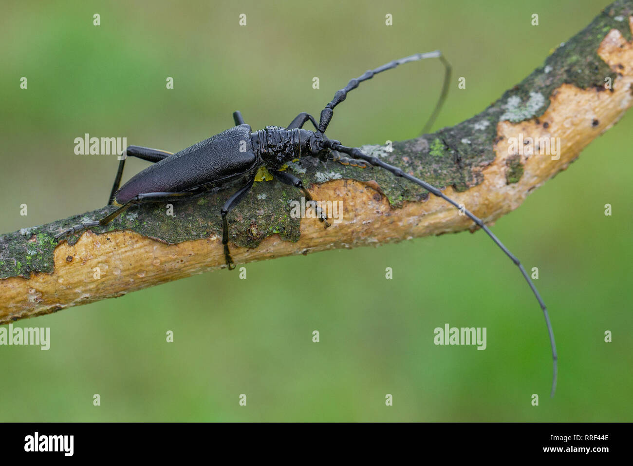 Wildlife macro photo of Longhorn beetle Cerambyx cerdo Stock Photo