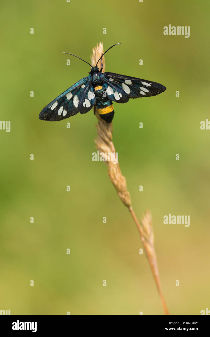 Wildlife macro photo of Nine-spotted moth Amata phegea Stock Photo