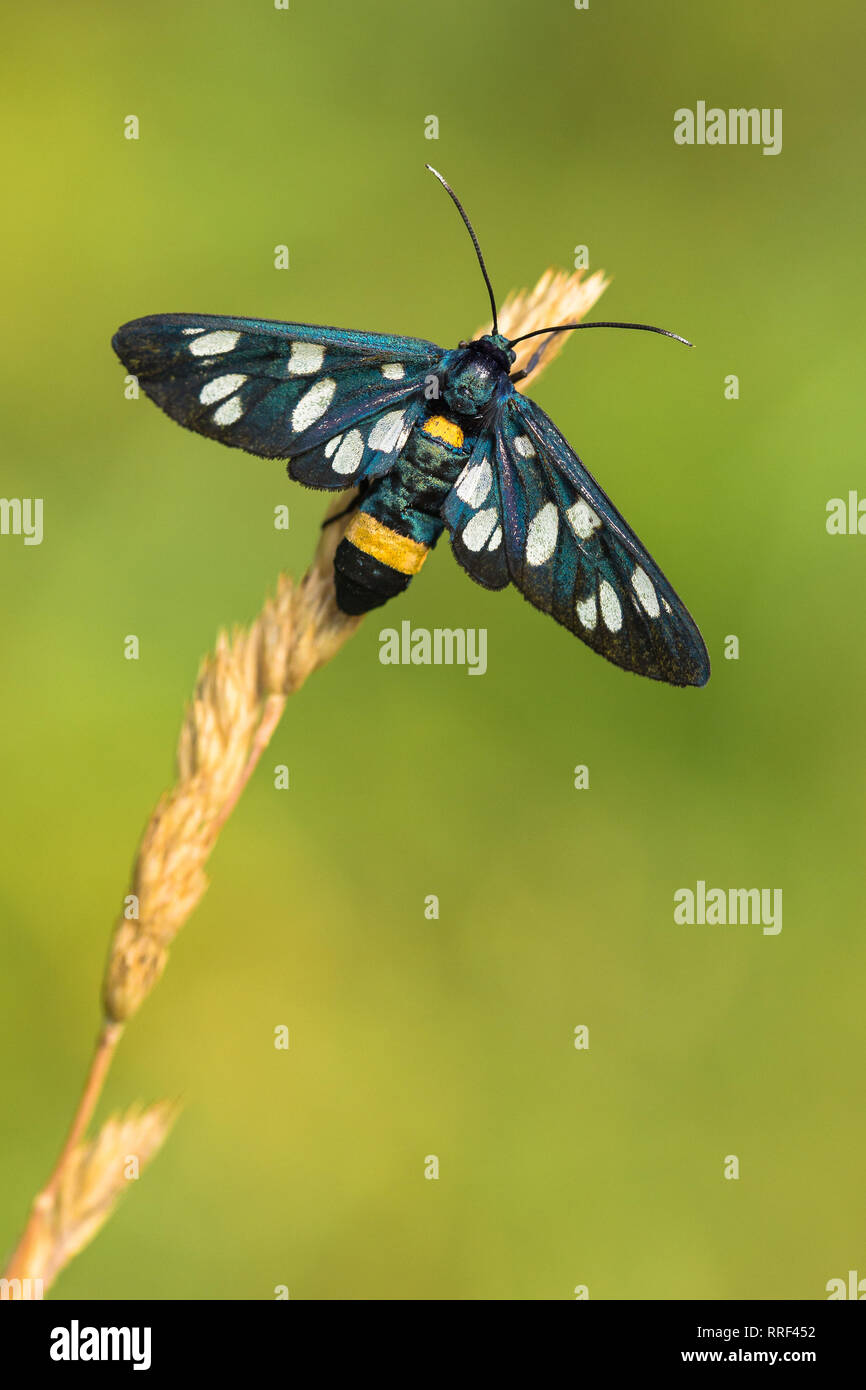 Wildlife macro photo of Ninespotted moth Amata phegea Stock Photo Alamy