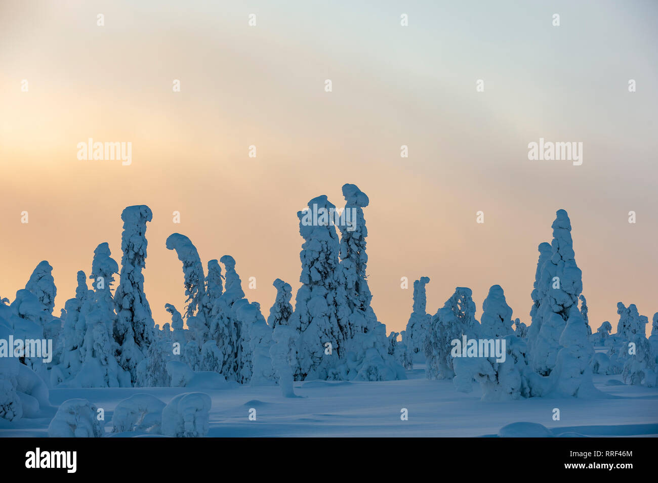 Spruce trees covered in heavy frost and snow in Riisitunturi National Park, Kuusamo, Finland Stock Photo