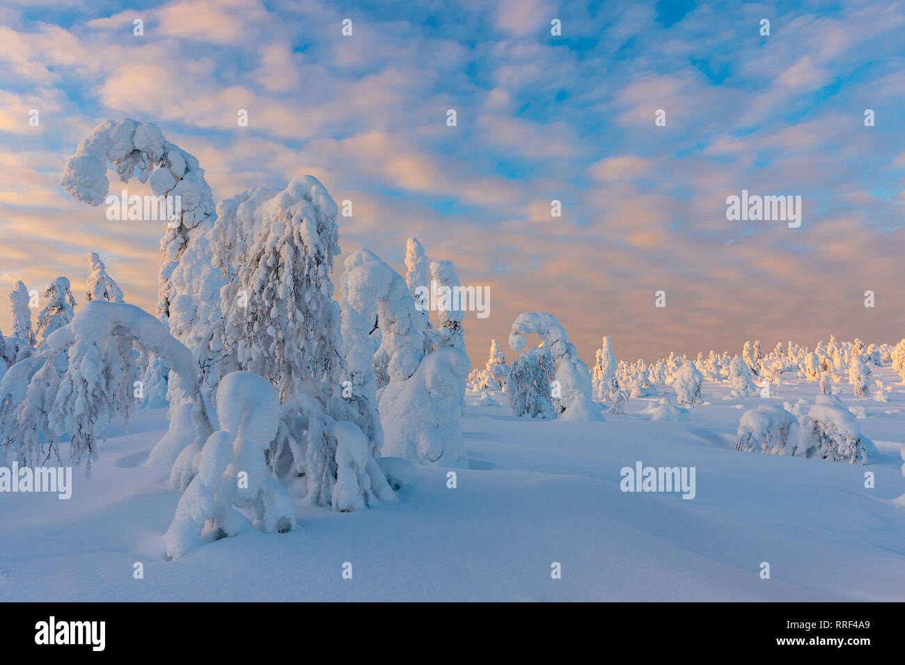Spruce trees covered in heavy frost and snow, red clouds during sunset, in Riisitunturi National Park, Kuusamo, Finland Stock Photo