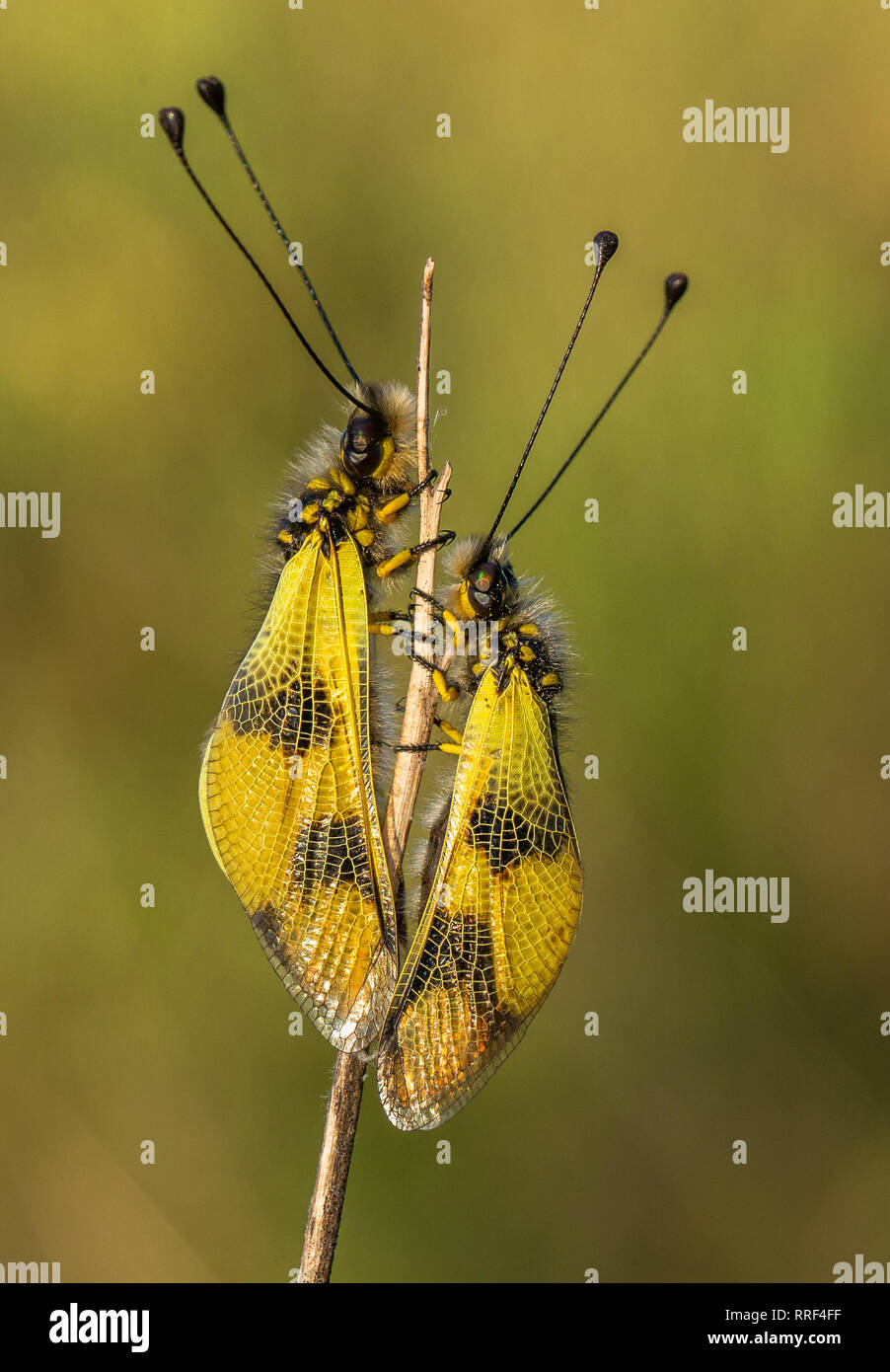 Wildlife macro photo of owlfly Libelloides macaronius Stock Photo