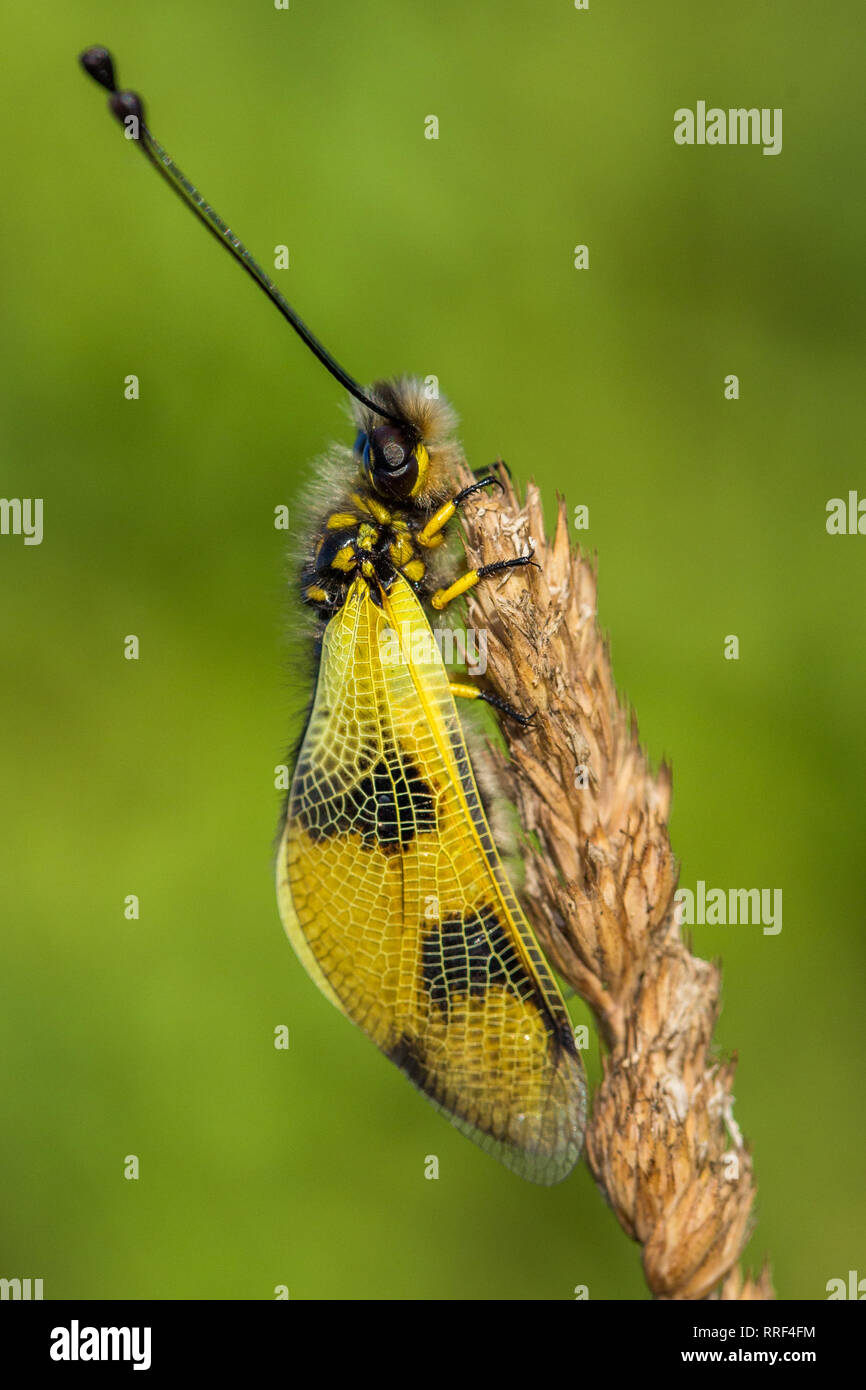 Wildlife macro photo of owlfly Libelloides macaronius Stock Photo