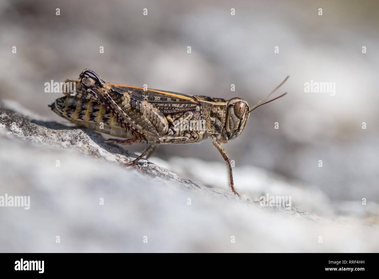 Wildlife macro photo of The Italian locust Calliptamus italicus Stock Photo