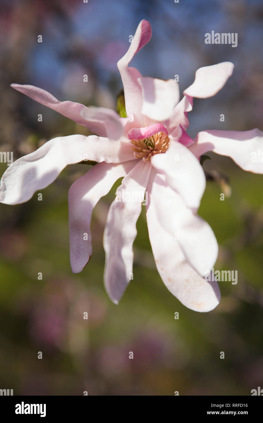 Close-up of a pink and white Magnolia loebner tree flower blossom in spring Stock Photo