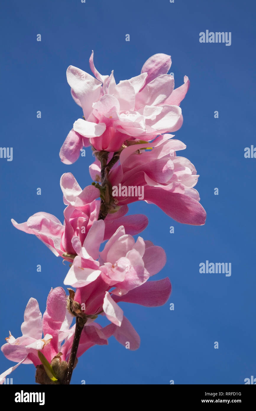 Close-up of pink Magnolia tree flower blossoms in spring Stock Photo