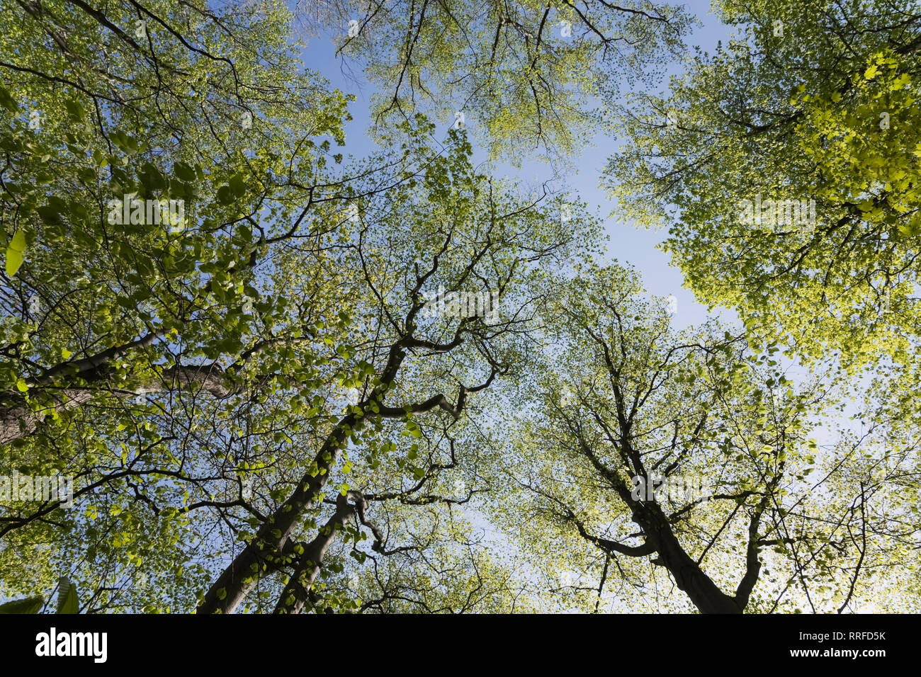 Looking up at the tree tops in a forest of mixed deciduous trees Stock Photo