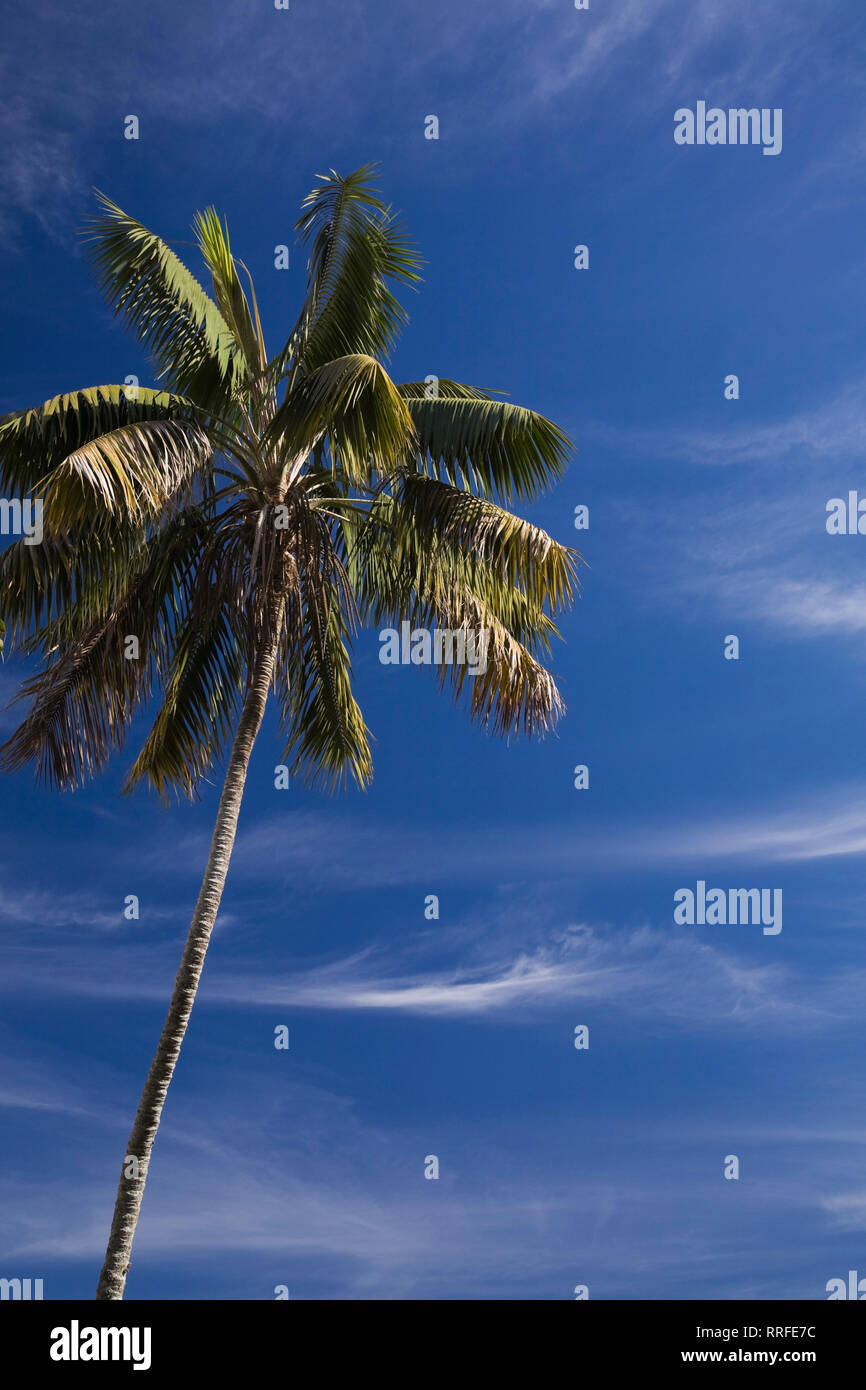 Dried palm tree leaves hi-res stock photography and images - Alamy