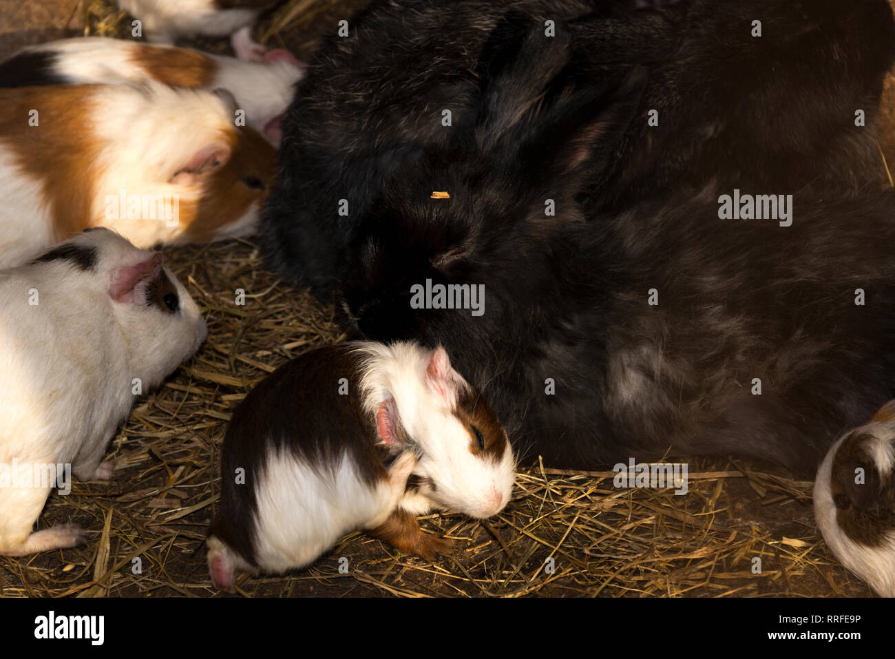 Guinea Pigs and Rabbits Stock Photo Alamy