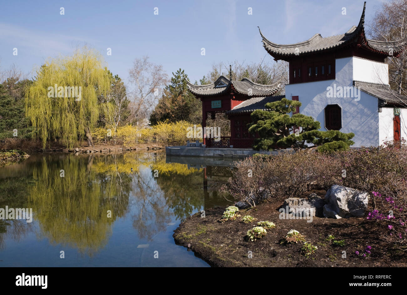 The Stone Boat pavilion in the Lotus pond bordered by Salix - Weeping Willow and Pinus sylvestris - Scots Pine tree Chinese Garden in spring Stock Photo