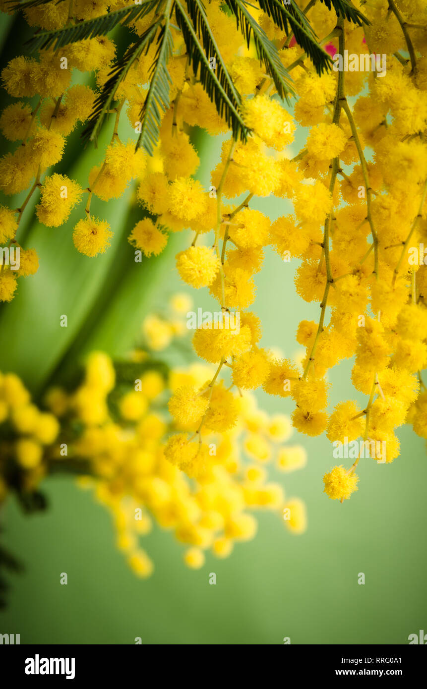 Mimosa flowers, close-up Stock Photo